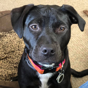 Fundraising Page: Noreen DaPonte